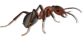 Common Ants in Florida